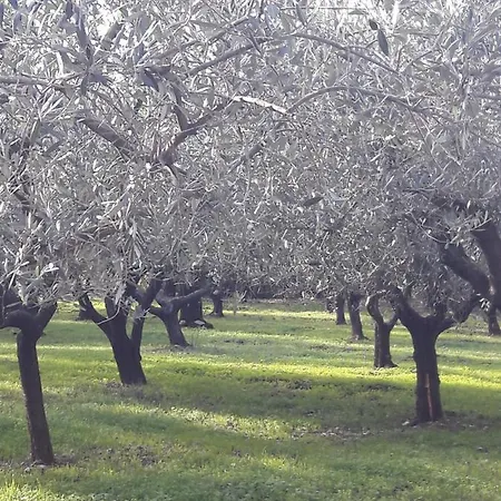 L'Uliveto Salerno